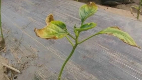 鸡粪发酵不齐全，将会造成这种中伤，有这种情况的肯定要把稳了