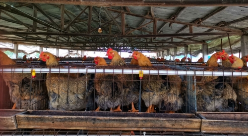鸡粪发酵肥料做法，，鸡粪发酵的步骤！